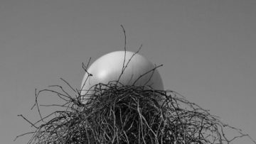 FIREFLIES IN THE DARK