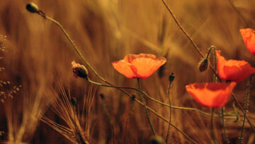 „Magia dnia 26022026”